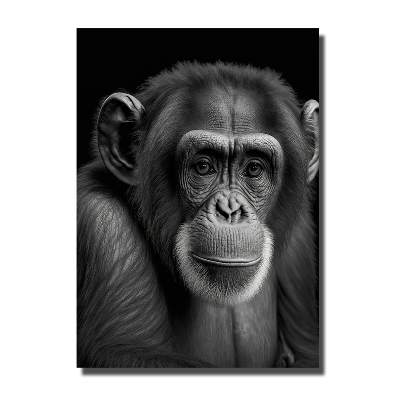 toile de singe