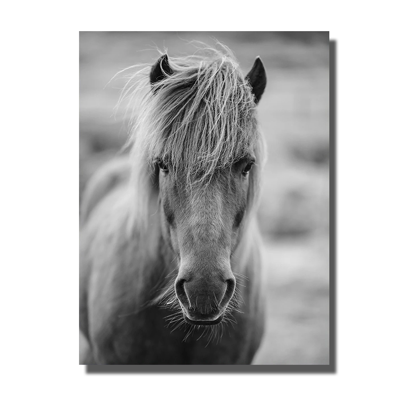 tableau tete cheval
