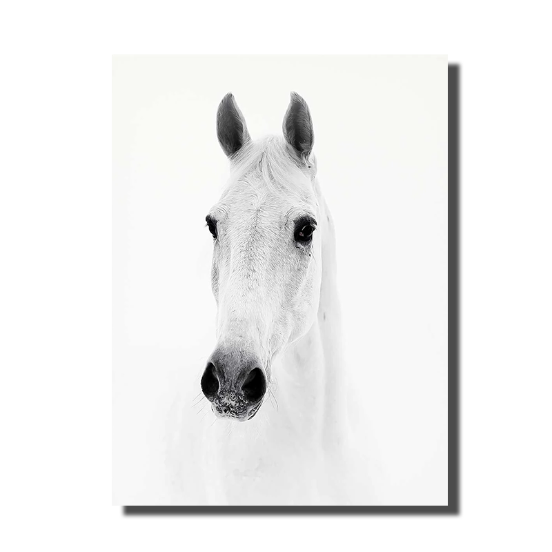 cadre photo cheval