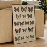 toile pour papillon