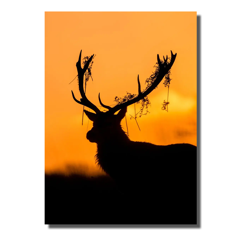 toile photo cerf