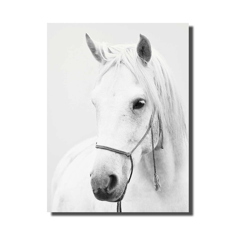 cadre cheval blanc