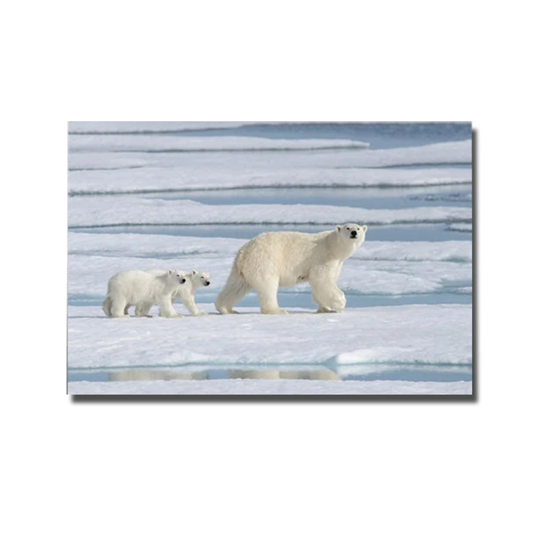 cadre photo ours polaire