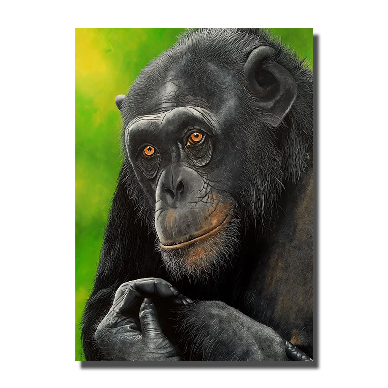 toile singe
