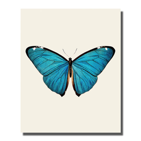 tableau aile de papillon