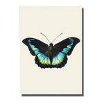 tableau ailes papillons