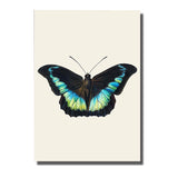 tableau ailes papillons