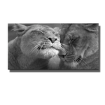 tableau animaux lion