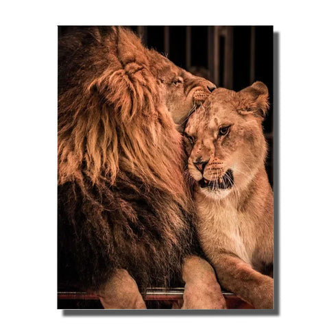 tableau lion et lionne