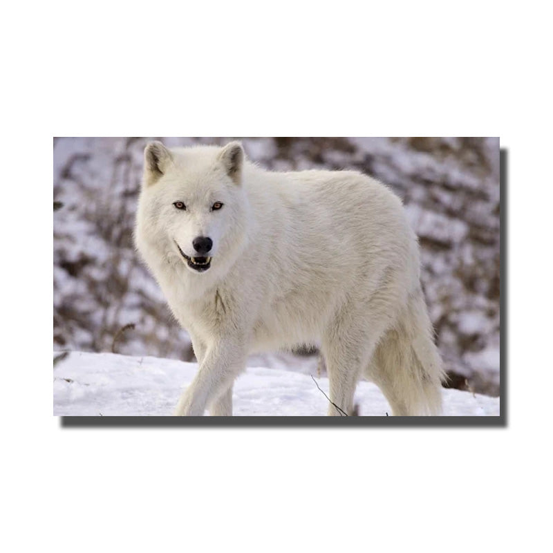 cadre loup blanc