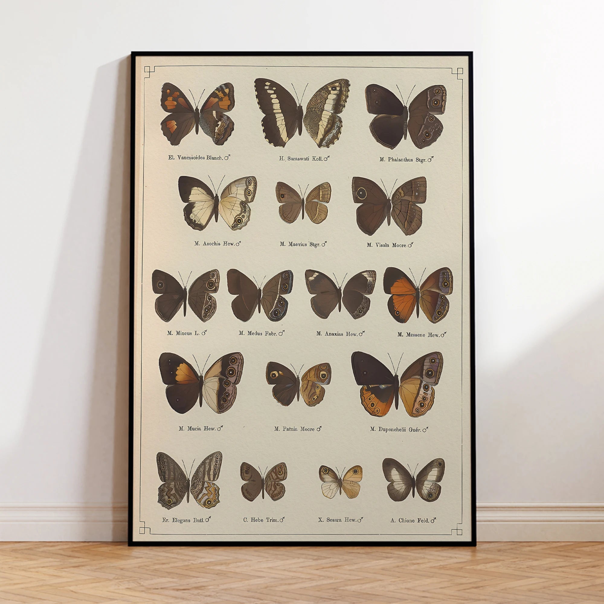 tableau papillon